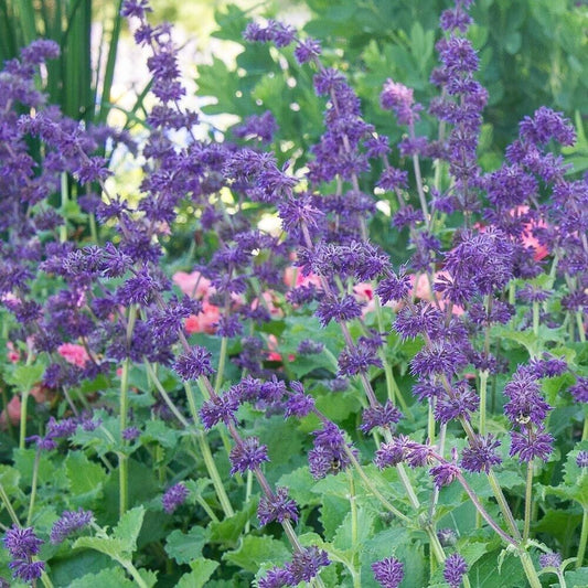 50 Purple Rain Salvia Seeds Flower Seed Perennial Flowers 946 US SELL Butterfly
