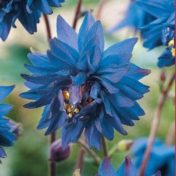 50 Barlow Blue Columbine Seeds Flower Perennial Flowers Seed Bloom 525 US SELLER