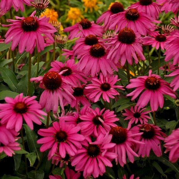 50 Purple Emperor Coneflower Seeds Echinacea Perennial Flowers Flower 1374 USA