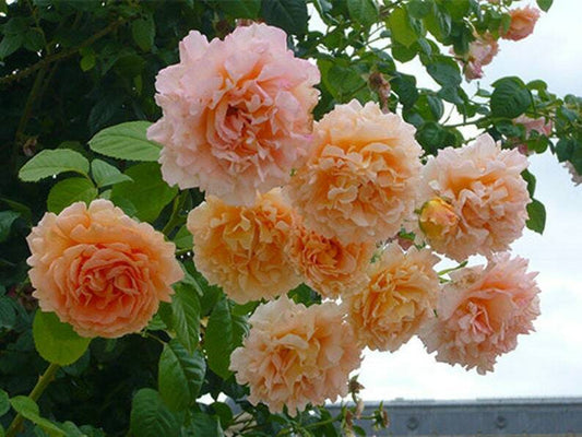 10 Climbing Double Orange Rose Seeds Flower Bush Perennial Shrub Flowering 1305