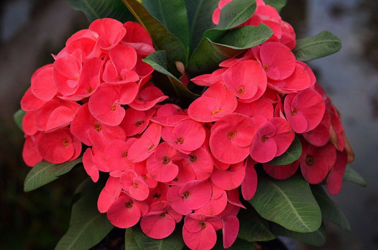 1 "Cherry Soda" Crown Of Thorns Plant Euphorbia Milii Starter Well Rooted Plants