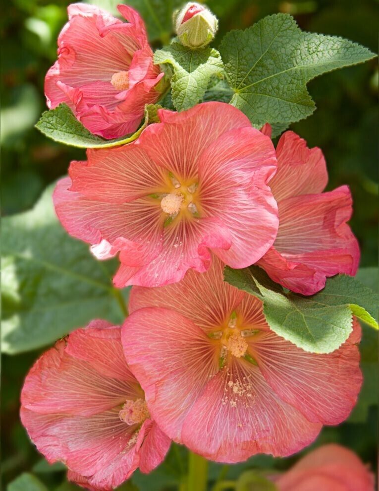 25 Pink Orange Hollyhock Seeds Perennial Flower Seed Flowers 890 US SELLER