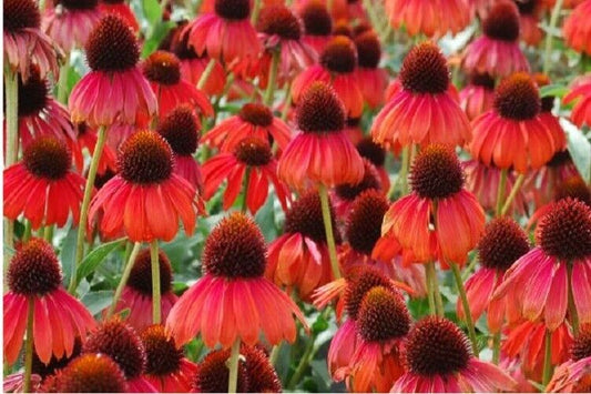 50 Ruby Red Coneflower Seeds Echinacea Perennial Flowers Flower 1382 USA SELLER
