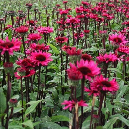50 Fatal Attraction Coneflower Seeds Echinacea Perennial Flowers Seed 1095 USA