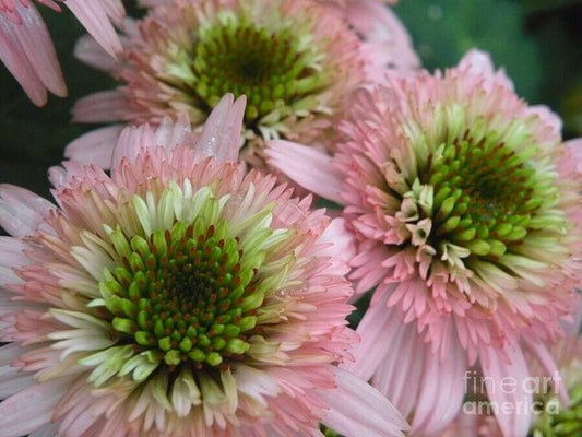 50 DBL Pink Green Coneflower Seeds Echinacea Perennial Flowers Seed 1073 USA
