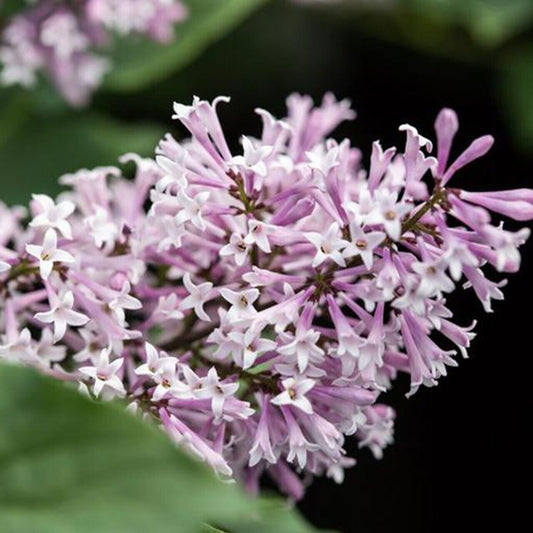 25 Little Lady Lilac Seeds Tree Fragrant Flowers Perennial Seed Flower 959USA