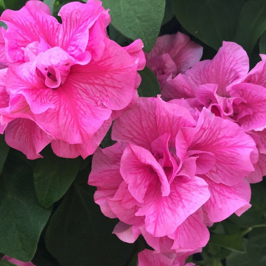 50 Double Pink Petunia Seeds Flowers Perennial Flowers Seed Annual 288 US SELLER