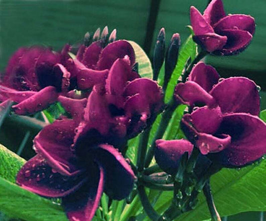 5 Dark Purple Plumeria Seeds Plants Flower Flowers Perennial Seed 518