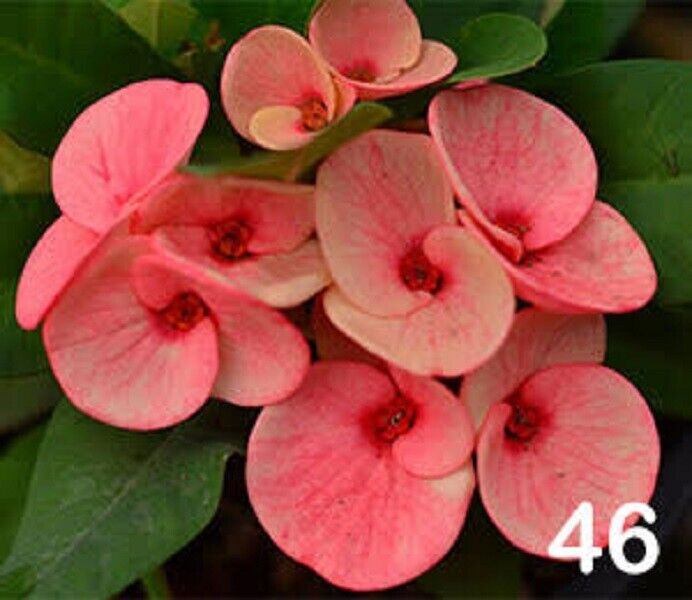 1 "Pink Star" Crown Of Thorns Plant Euphorbia Milii Starter Plants Well Rooted