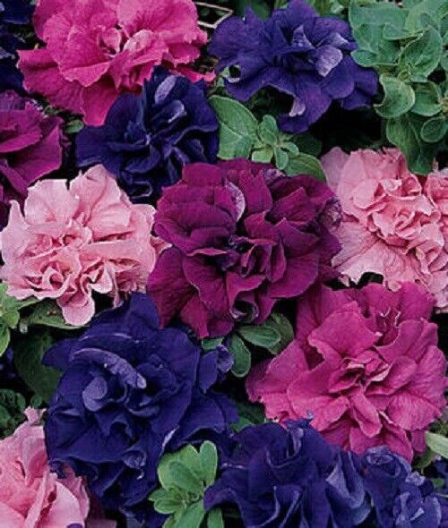50 Double Red Pink Purple Mix Petunia Seeds Containers Hanging Baskets Seed 281