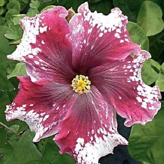 20 Maroon and White Hibiscus Seeds Flowers Flower Seed Perennial Bloom 150