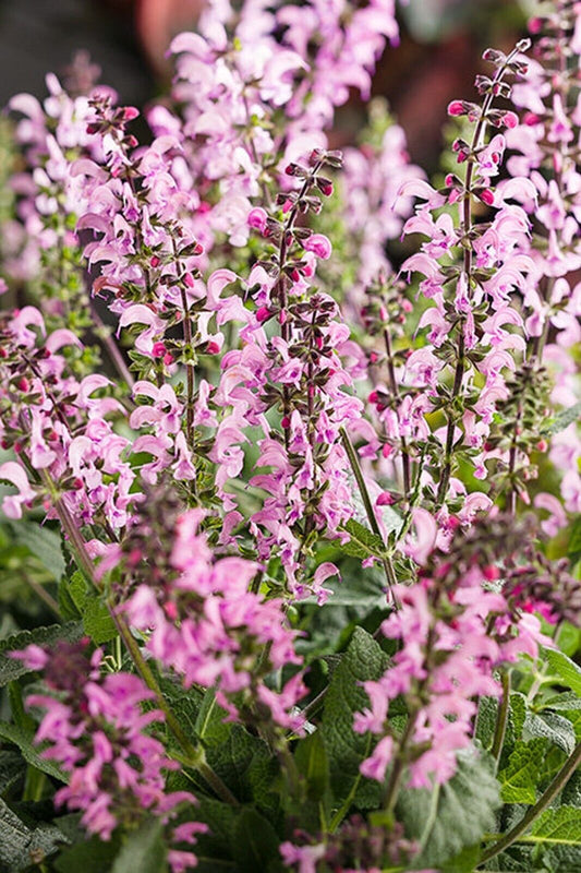 50 Pink Dawn Salvia Seeds Flower Seed Perennial Flowers 610 US SELLER Bee