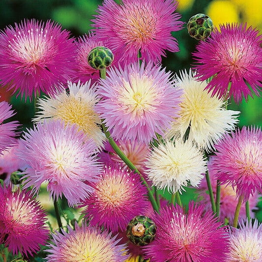 50 Pink Purple White Sweet Sultan Flower Seeds Perennial Flowers 256 Us Seller
