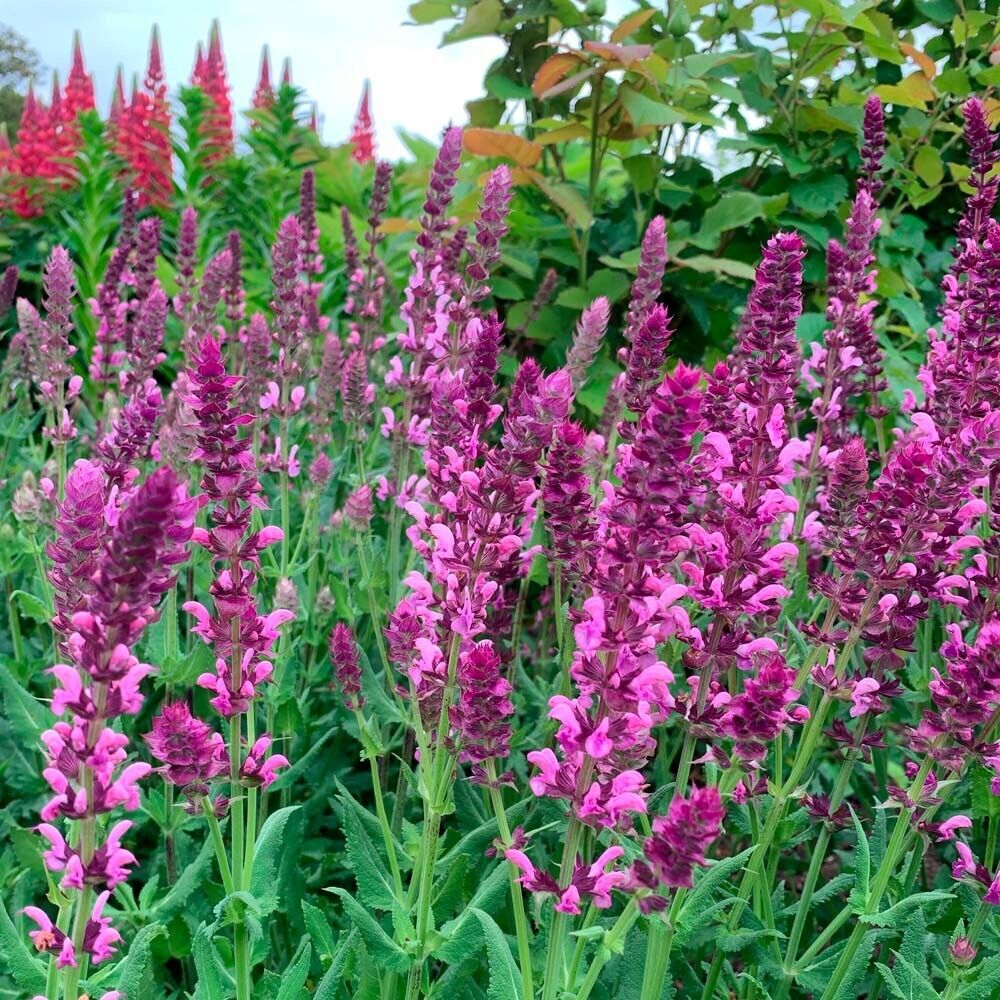 50 Rose Queen Salvia Seeds Flower Seed Perennial Flowers 951 US SELL Butterfly