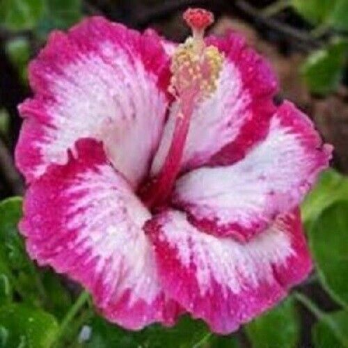 20 Pink Hibiscus Seeds Flowers Flower Seed Perennial Shrub Tree 273 US SELLER