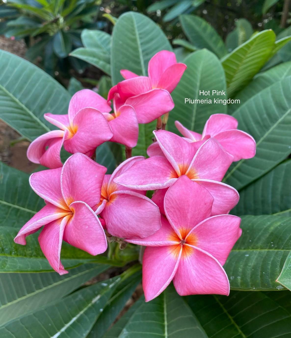 10 "Hot Pink" Plumeria Seeds Plants Flower Flowers Perennial Seed P-12 US Seller