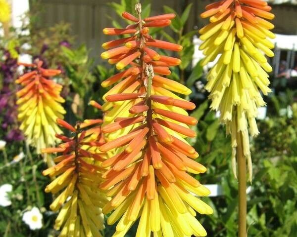 25 Royal Standard Torch Lily Hot Poker Flower Seeds Perennial Seed 891 US SELLER