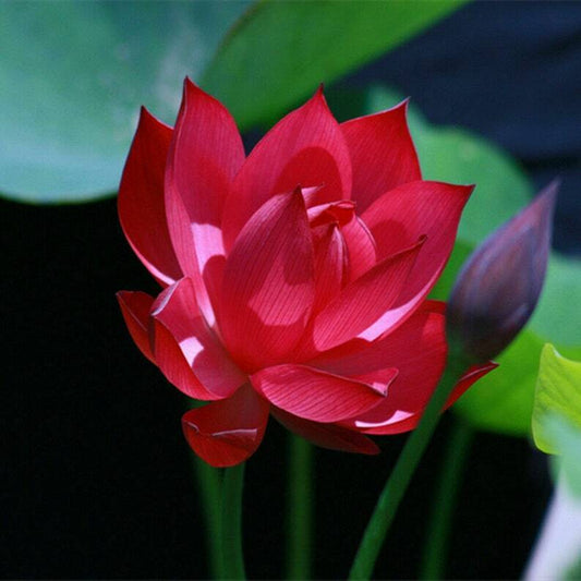 5 Red Lotus Seeds Nelumbo nucifera Flowering Blooms Hardy Tropical Seed 931