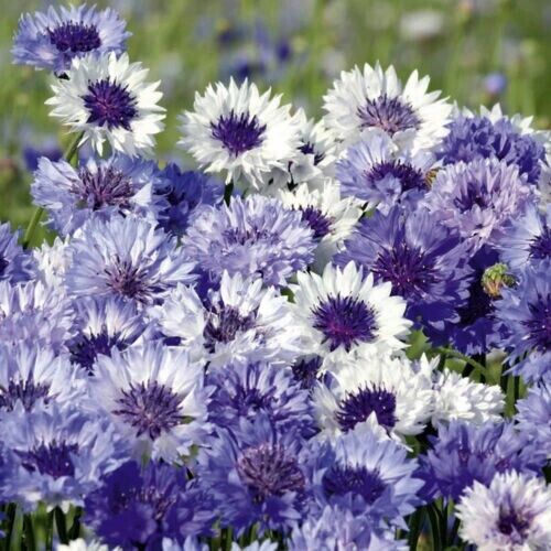 50 Purple Mix Bachelor's Button Seeds Annual Seed Flower Flowers Garden 613 USA