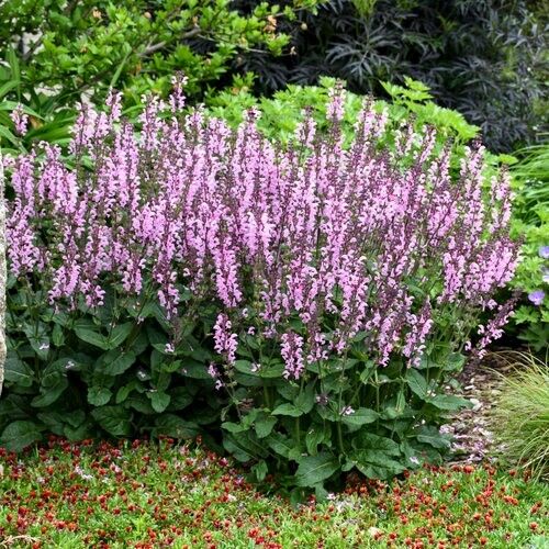 50 Pink Dawn Salvia Seeds Flower Seed Perennial Flowers Hummingbird 816 USA SELL