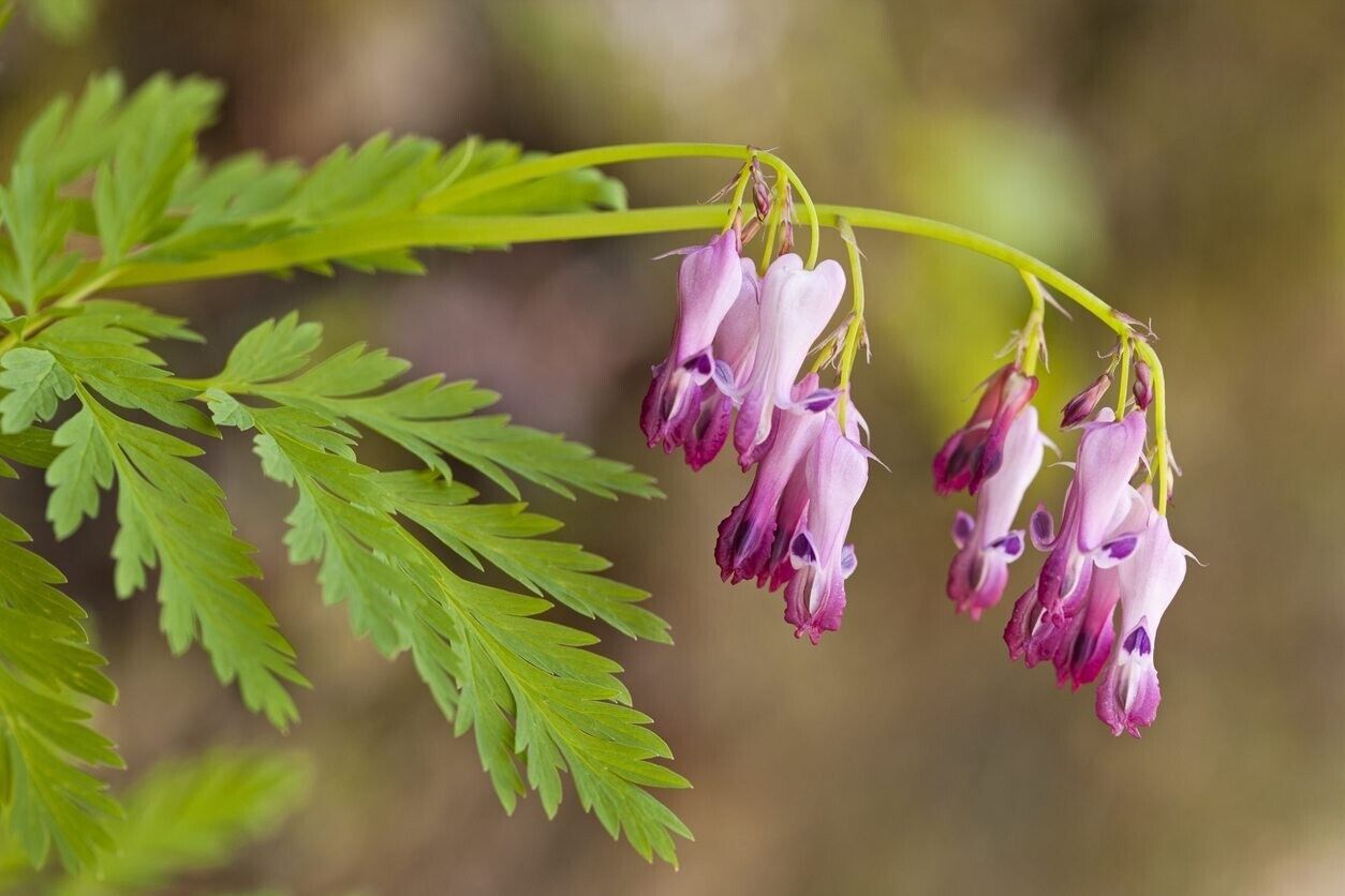 25 Fringed Bleeding Heart Seeds Dicentra Spectabilis Shade Flower Garden 690