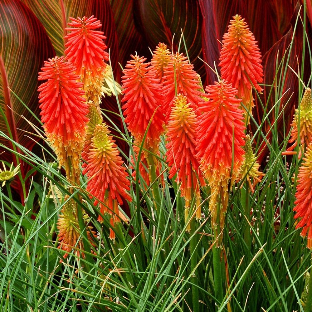 25 PapayaPopscile Torch Lily Hot Poker Flower Seeds Perennial Seed 860 US SELLER
