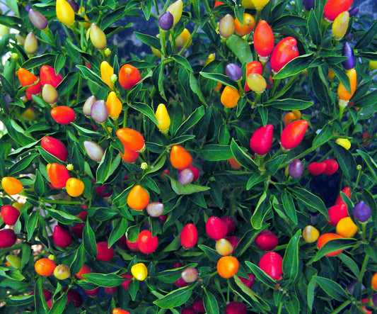 25 Prairie Fire Ornamental Pepper Seeds Spicy Seed Plant Perennial 60 US SELLER