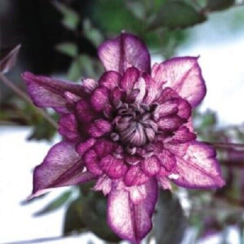 25 Double Dark Purple Clematis Seeds Bloom Climbing Perennial Flowers Seed 98