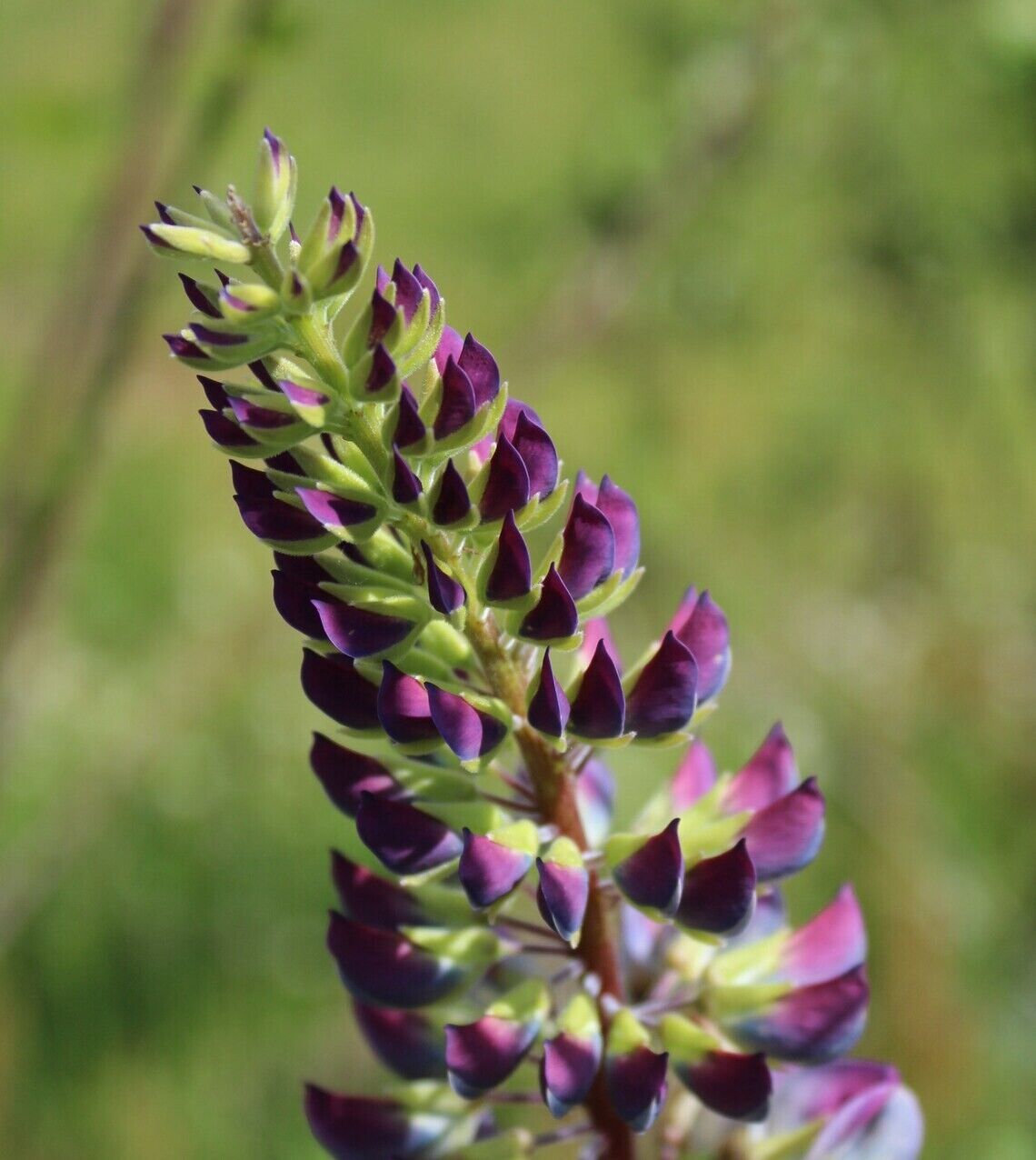 25 Willamette Valley Lupine Seeds Flower Perennial Flowers Seed 1041 US SELLER