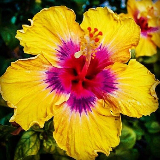 20 Yellow Pink Hibiscus Seeds Flower Perennial Flower Tropical Seed 29 US SELLER