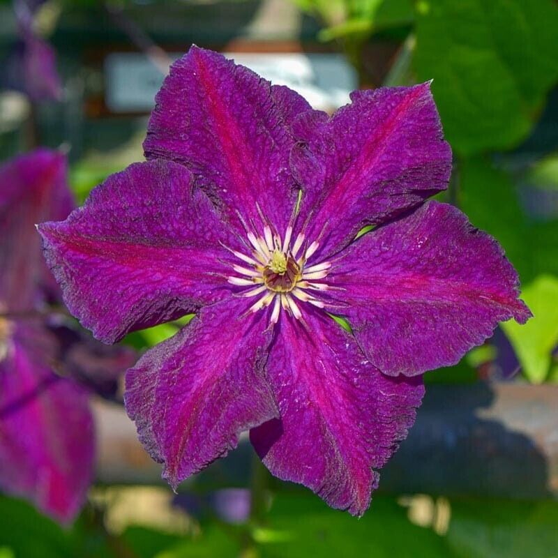 25 Grunwald Clematis Seeds Climbing Perennial Plumeria Bloom Seed 718 USA SELLER