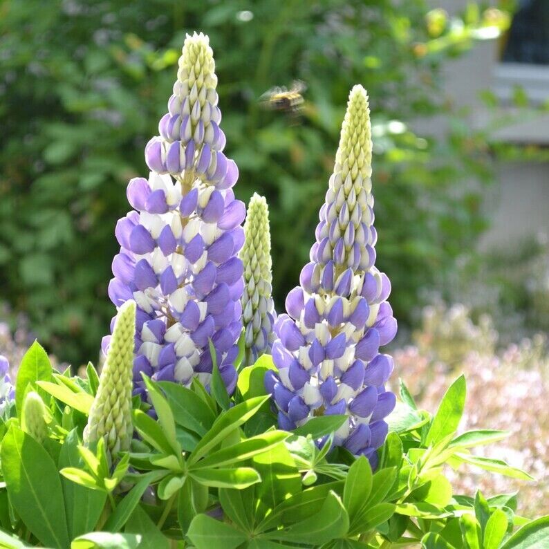 25 Blue Lupine Seeds Flower Perennial Hardy Garden Flowers Seed 934 US SELLER