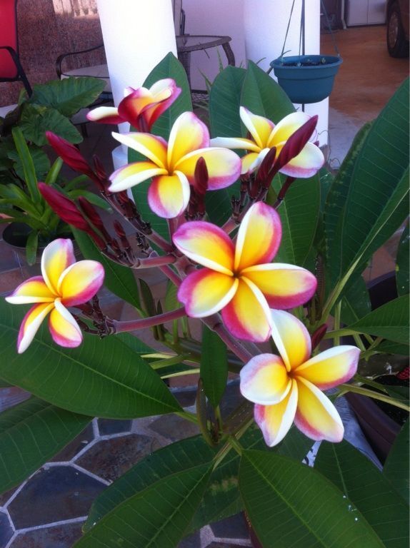 5 Yellow White Purple Plumeria Seeds Plants Flower Seed Perennial 192 US SELLER