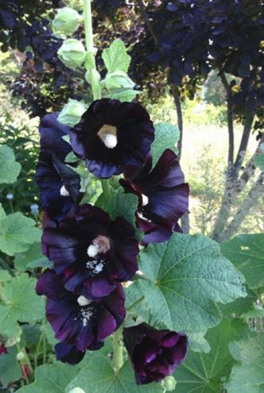 25 Dark Black Purple Hollyhock Seeds Perennial Flowers Seed Flowers 61 US SELLER