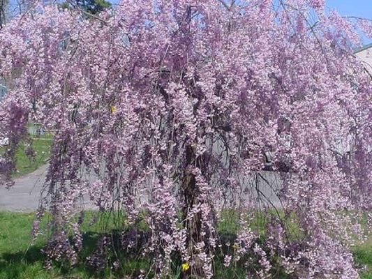 5 Purple Willow Seeds Tree Weeping Flower Giant Full Landscape Garded Yard 114