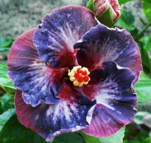 20 Blue Pink Purple Hibiscus Seeds Flowers Flower Seed Perennial 437 US SELLER