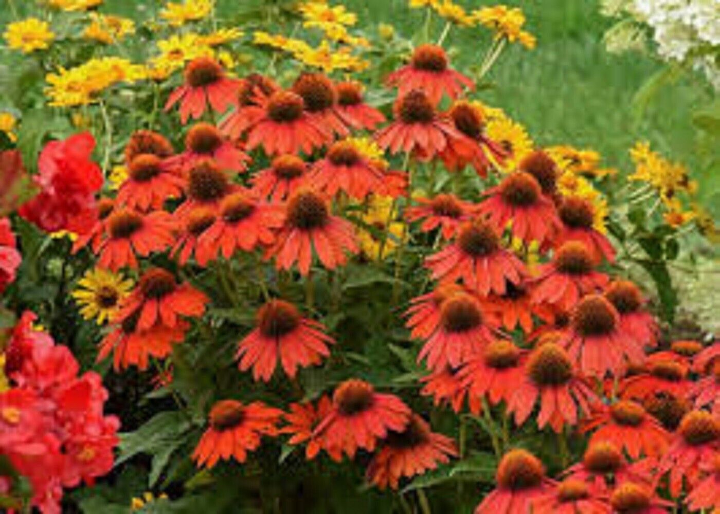 50 Lakota Coneflower Seeds Echinacea Perennial Flowers Flower Seed 1212 USA SELL