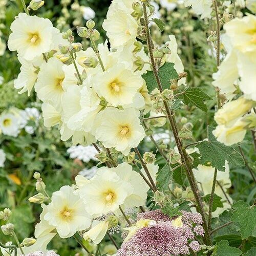 25 Alcea Rugosa Hollyhock Seeds Perennial Flower Seed Flowers 827 US SELLER