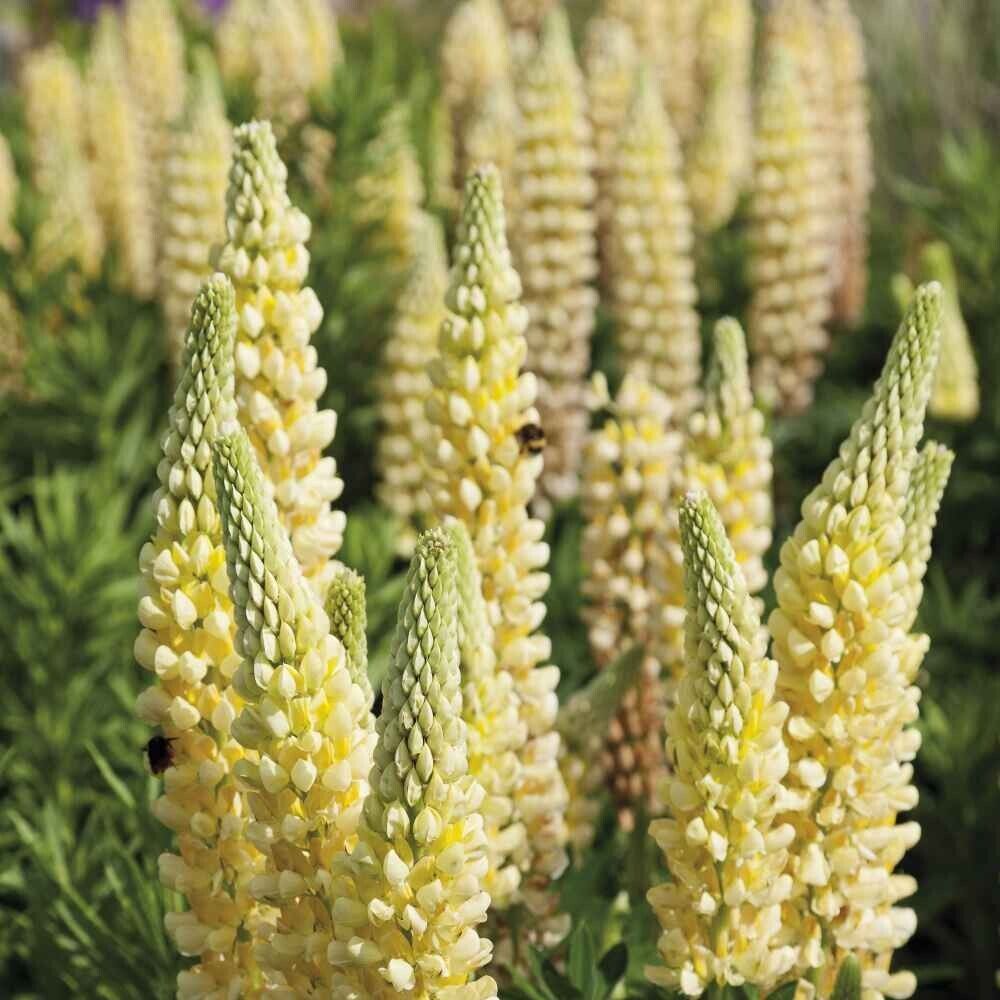 25 Chandelier Lupine Seeds Flower Perennial Hardy Flowers Seed 937 US SELLER