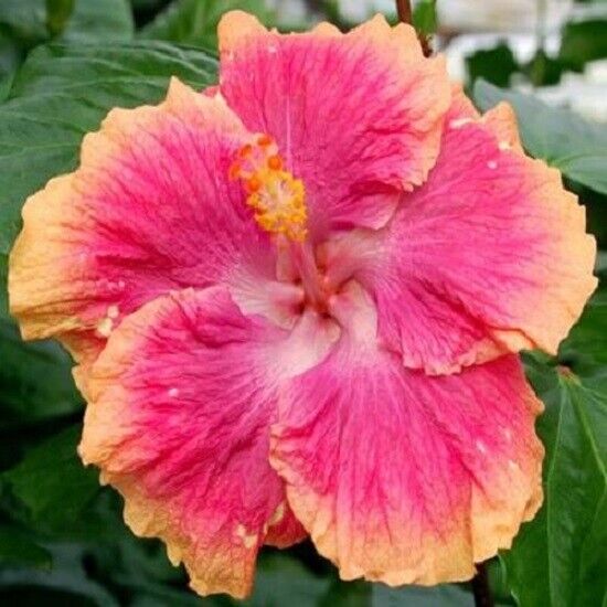 20 Pink Orange Hibiscus Seeds Flowers Flower Seed Perennial Bloom Tropical 10