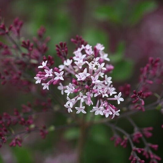 25 Red Pixie Lilac Seeds Tree Fragrant Flowers Perennial Seed Flower 973 USA