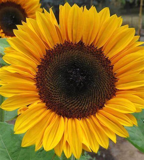 25 ProCut Horizon Sunflower Seeds Flowers Seed Flower Perennial Sun Bloom 558
