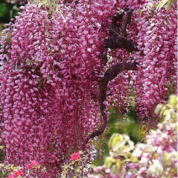 5 Bright Pink Chinese Wisteria Seeds Vine Climbing Flower Perennial Rare 570 USA