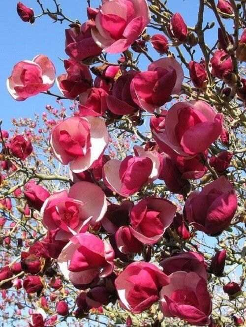 5 Alexandra Magnolia Seeds LILY FLOWER TREE Fragrant Flowers Tulip 127 US SELLER