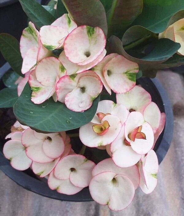 1 "Pinky Snow" Crown Of Thorns Plant Euphorbia Milii Plants Well Rooted