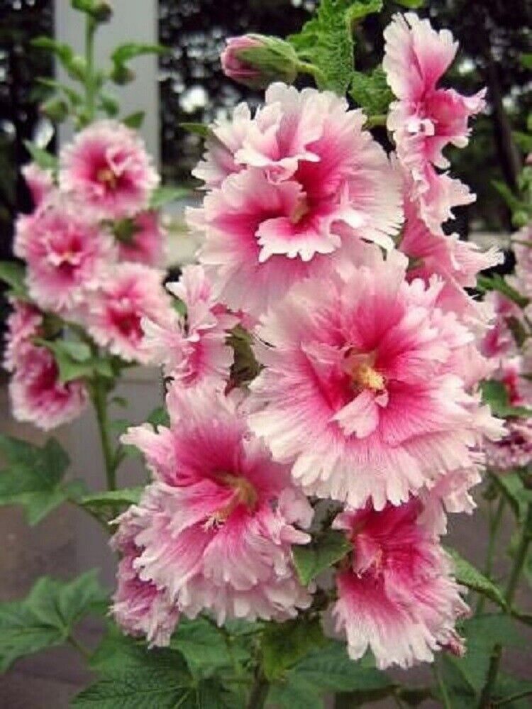 25 Pink White Hollyhock Seeds Perennial Giant Seed Flower Flowers 37 US SELLER