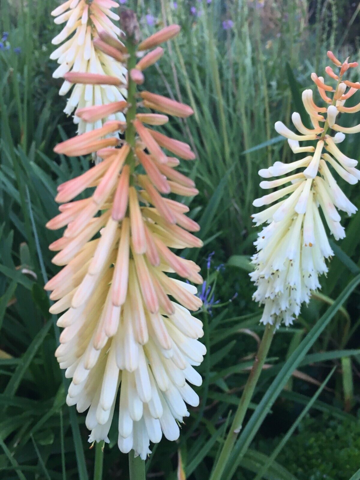 25 Toffee Nosed Torch Lily Hot Poker Flower Seeds Perennial Seed 895 US SELLER