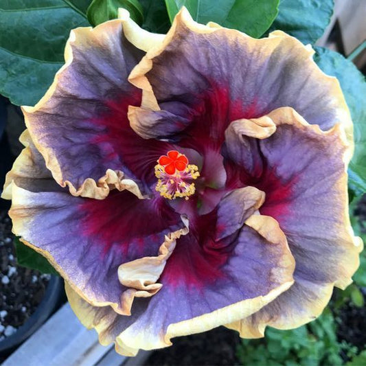 20 Cream Purple Pink  Hibiscus Seeds Flowers Flower Seed Perennial Bloom 452