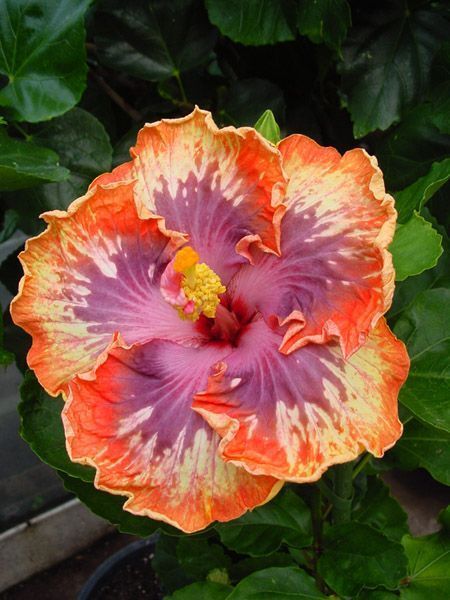 20 Orange Purple Hibiscus Seeds Flowers Perennial Flower Seed Bloom 3 US SELLER
