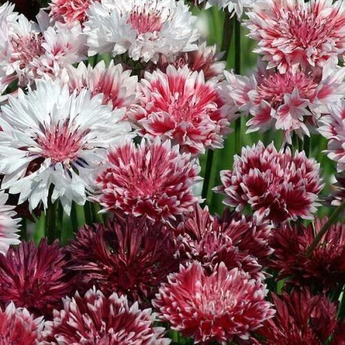 50 Classic Romance Bachelor's Button Seeds Annual Seed Flower Flowers 809 USA